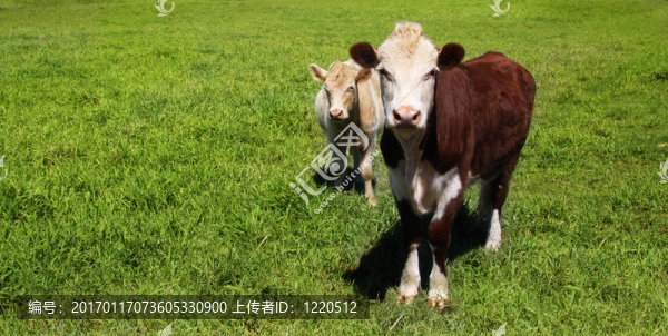 青草上的奶牛