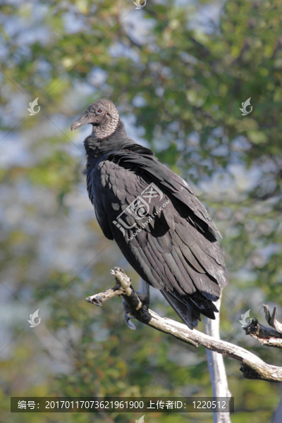 Black,Vulture（黑美洲atratusz）