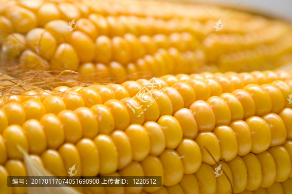 收獲的玉米-匯圖網(wǎng) www.fosd68.com 收獲的玉米