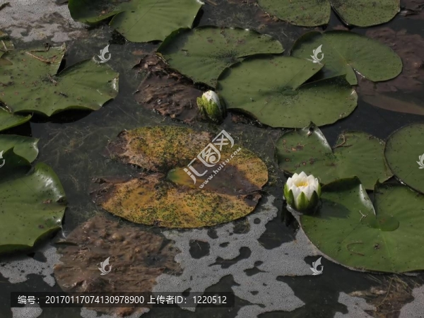 白睡蓮
