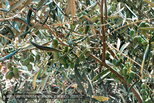 olives2