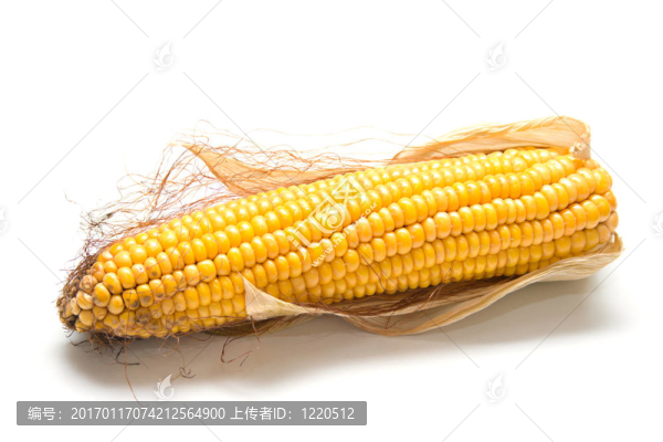 收獲玉米2