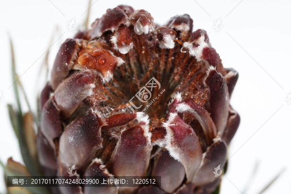 菊芋花