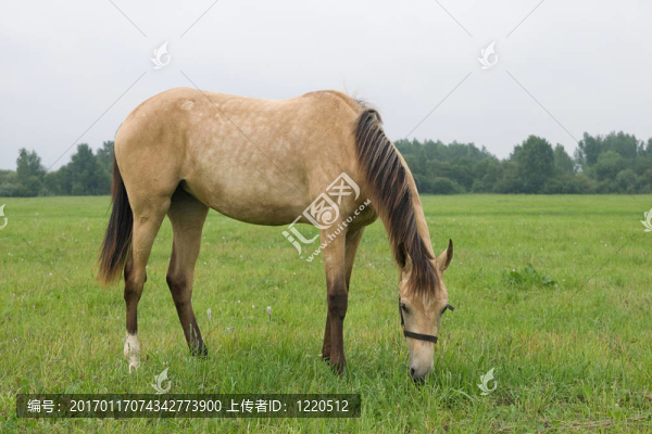 放牧的馬