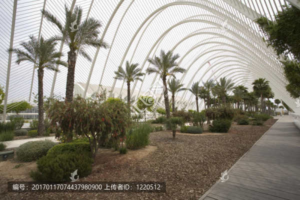 我umbracle花園