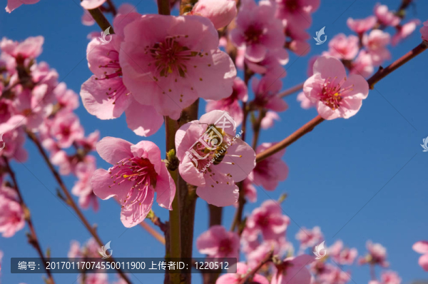藍(lán)色天空上的桃花