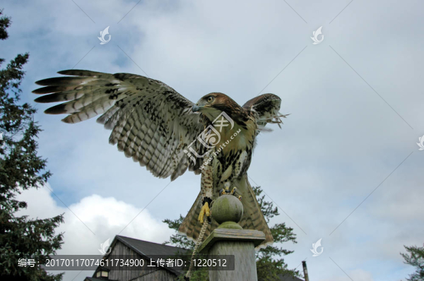 hawk6