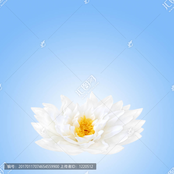 蓮花的美