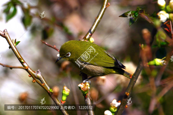 日本繡眼鳥暗綠繡眼鳥