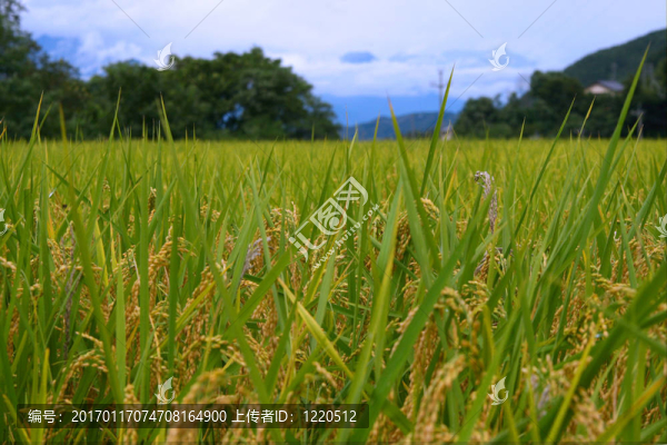 稻田