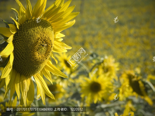 向日葵花田