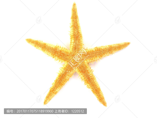 白色背景上分離的海星