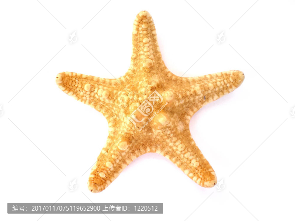 白色背景上分離的海星