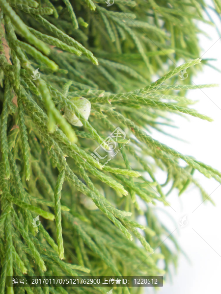 松枝-匯圖網(wǎng) www.fosd68.com 松枝