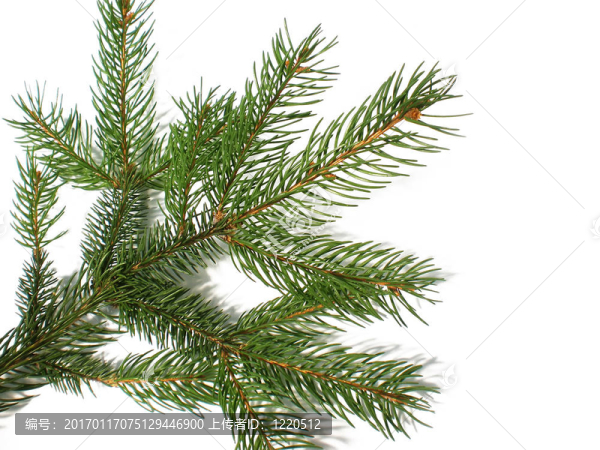 松枝-匯圖網(wǎng) www.fosd68.com 松枝