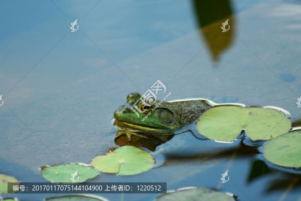 在一個池塘綠牛蛙