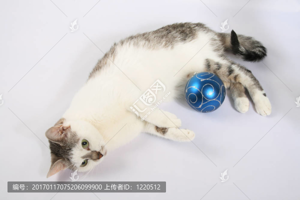 貓