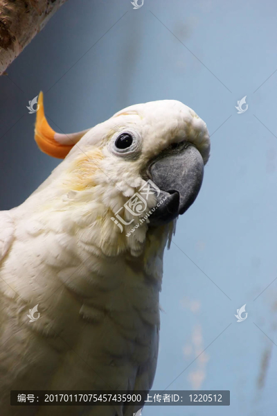 橘冠鳳頭鸚鵡