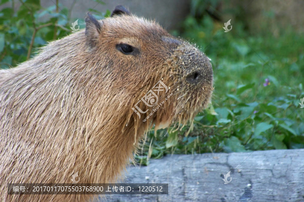 飼養(yǎng)水豚