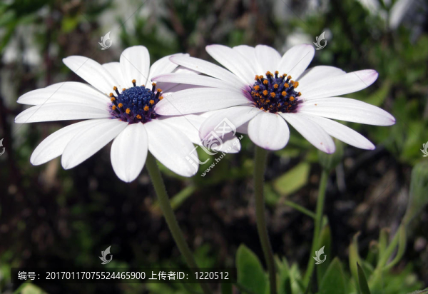 兩朵美麗的白花