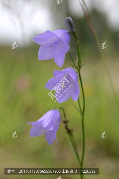 風鈴草