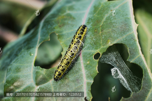 卡特彼勒對(duì)白菜