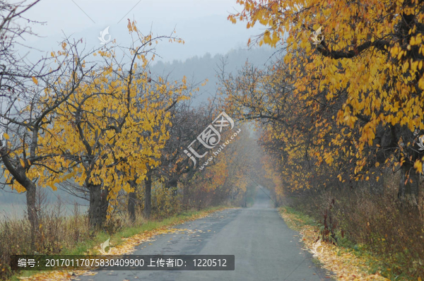 秋天的路