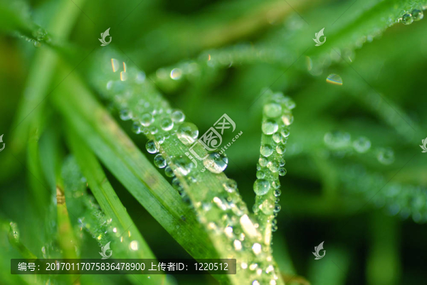 草