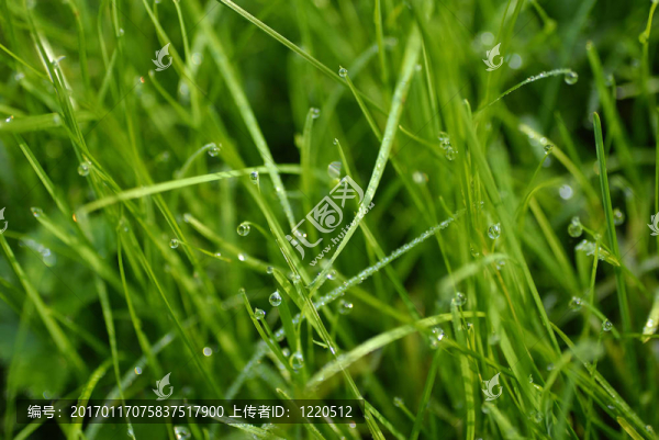 草