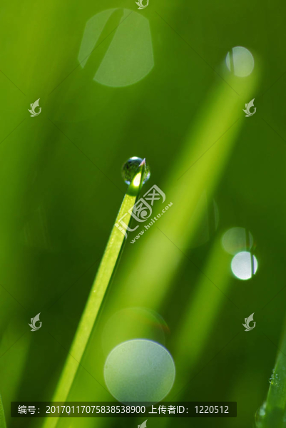 草