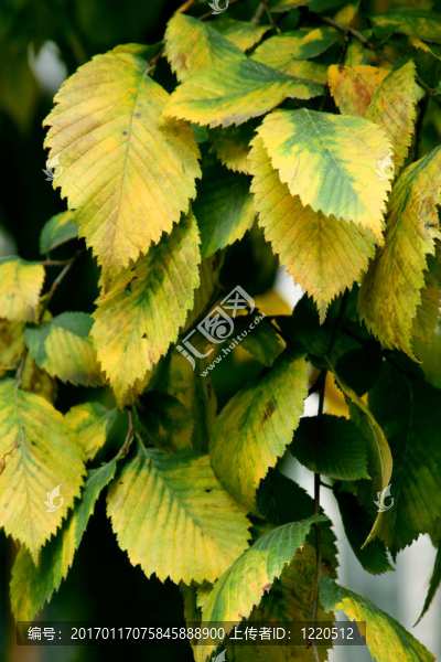 黃色的秋天-匯圖網(wǎng) www.fosd68.com 黃色的秋天