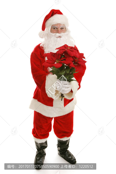 圣誕老人和圣誕紅全身