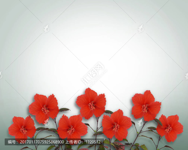 芙蓉花的邊界