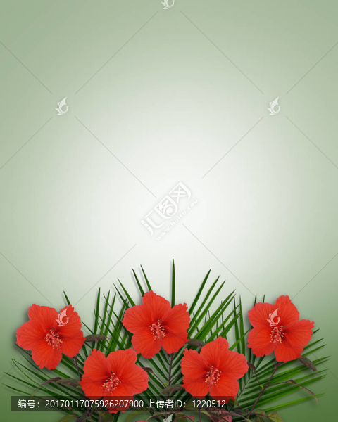 熱帶的芙蓉花的背景