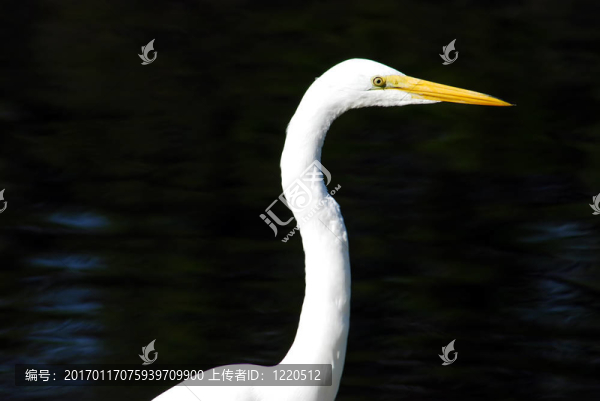 bird6