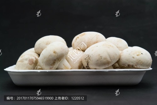 蘑菇