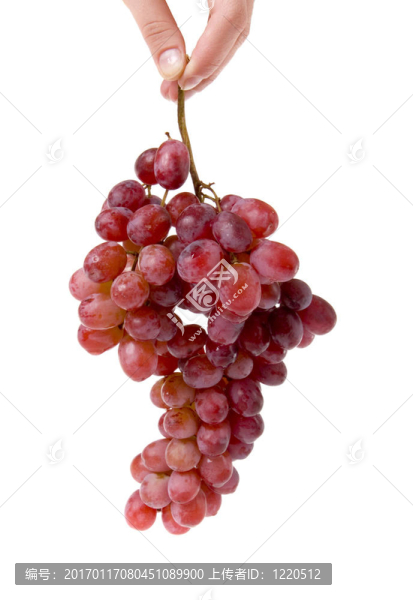 葡萄-匯圖網(wǎng) www.fosd68.com 葡萄