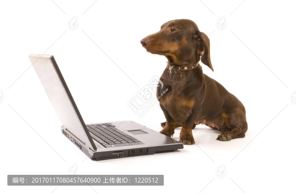 臘腸犬與筆記本電腦