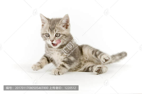 灰色的小貓