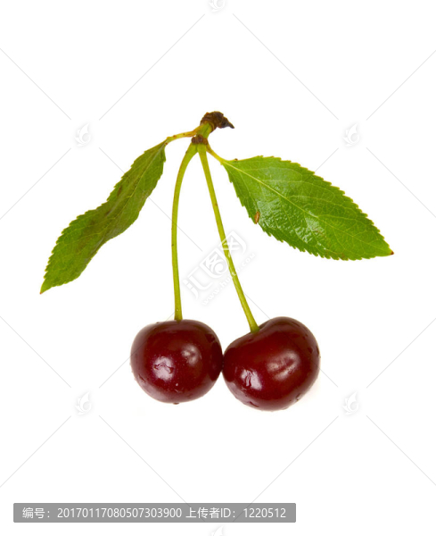 離體紅櫻桃葉