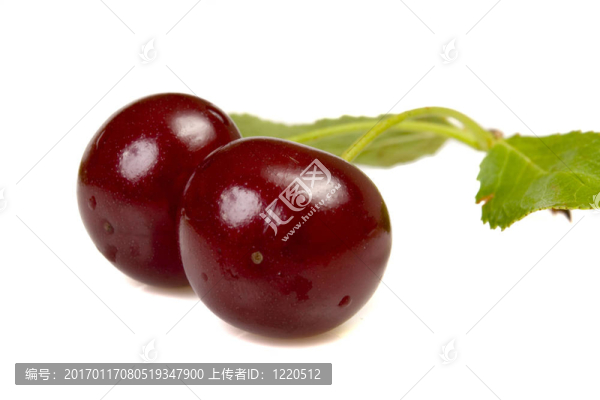 離體紅櫻桃葉