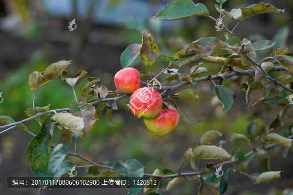 秋天的紅蘋果