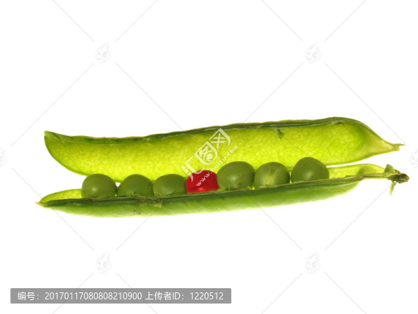 莢豌豆