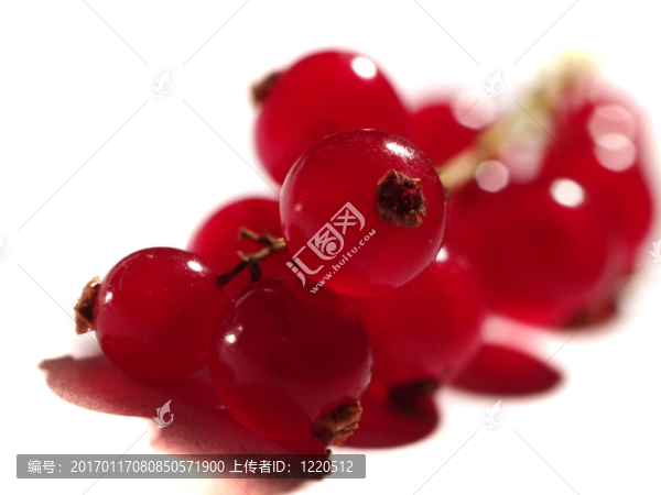 靠近紅醋栗