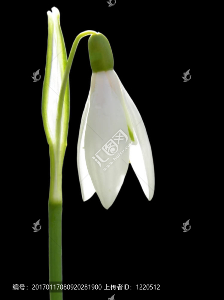 雪花蓮