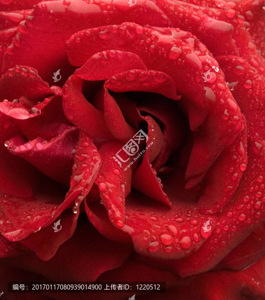 玫瑰花瓣上的雨滴