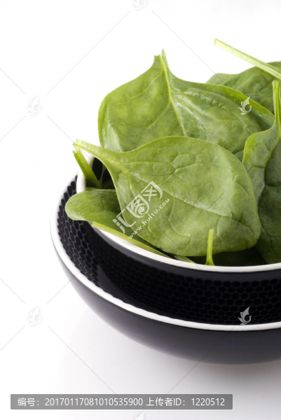 鮮菠菜