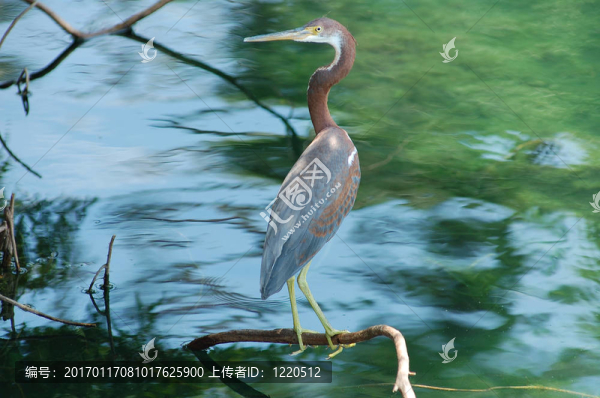 樹枝上的蒼鷺
