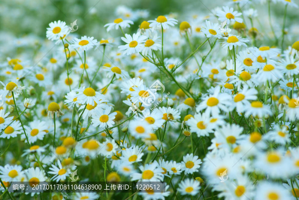 camomiles