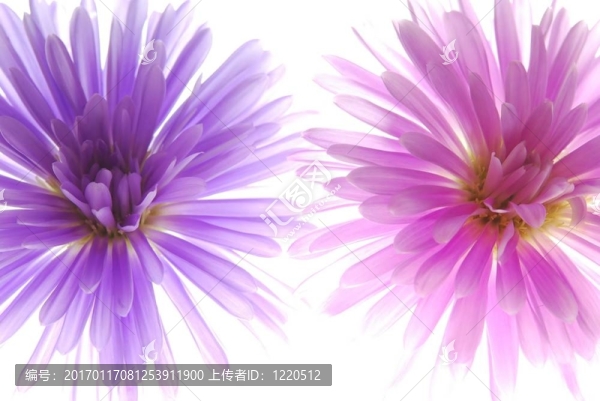 紫菀